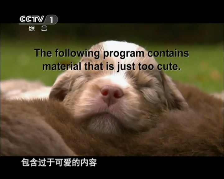 萌宠成长记 剧照1