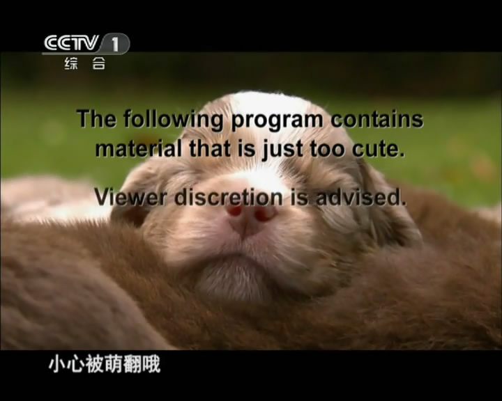 萌宠成长记 剧照2